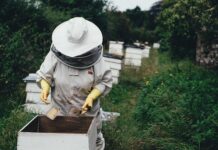 Co powinien mieć początkujący pszczelarz?