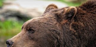 Ile kosztuje najtańszy Ursus?