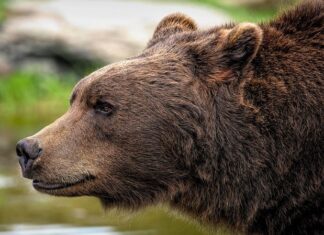 Ile kosztuje najtańszy Ursus?